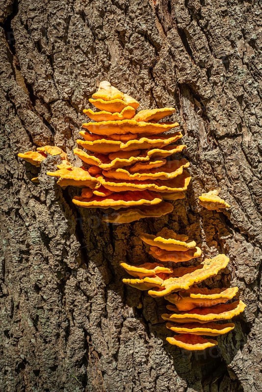Sulphur Polypore,