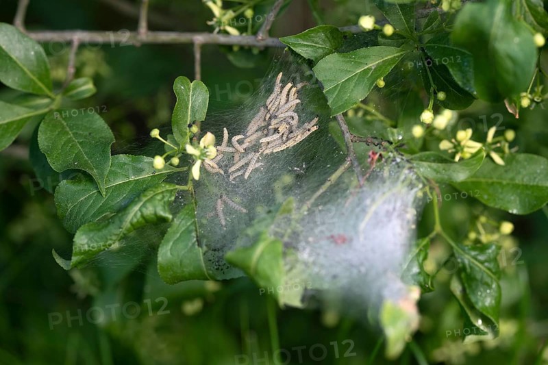 European spindle ermine,