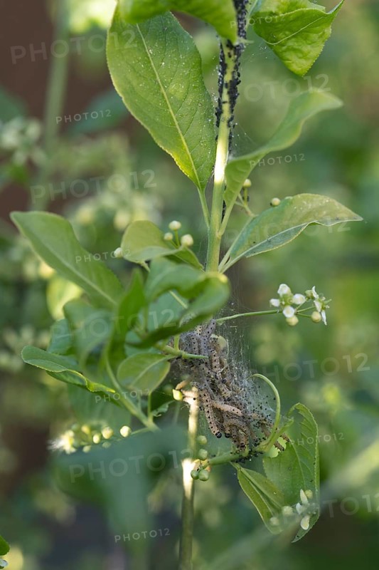 European spindle ermine,
