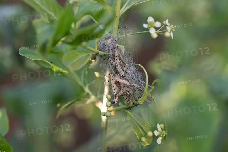 European spindle ermine,