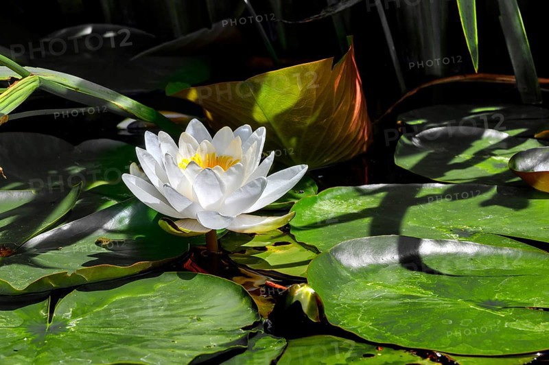 European white water lily,