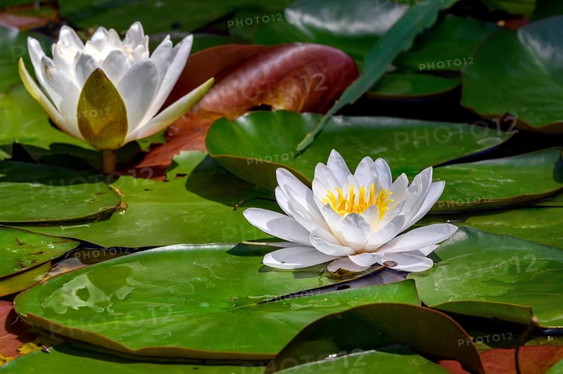 European white waterlilies,