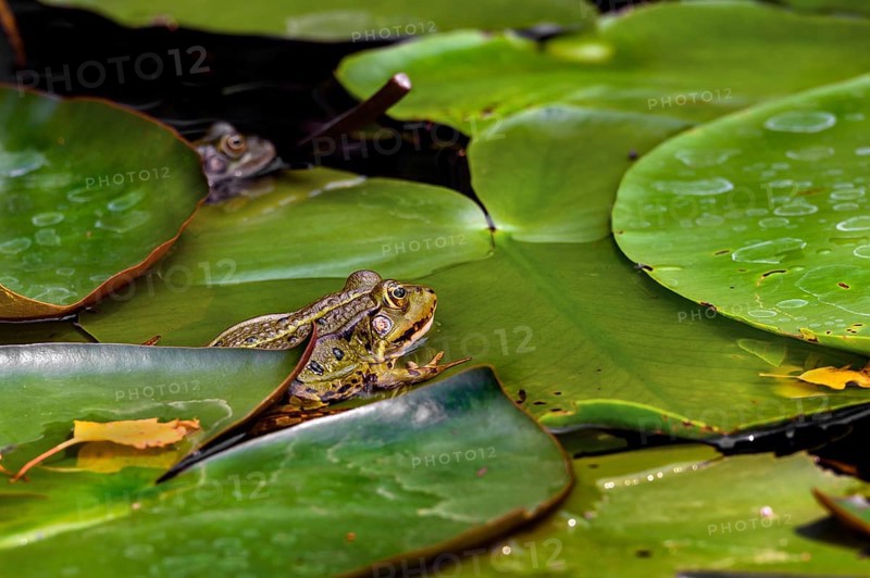 Green frog,