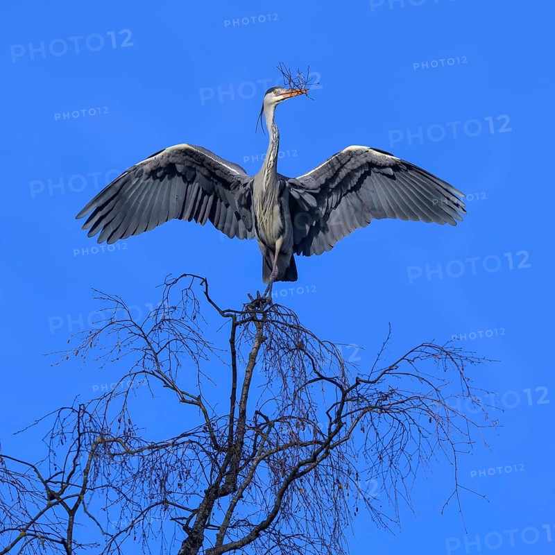 Grey heron,