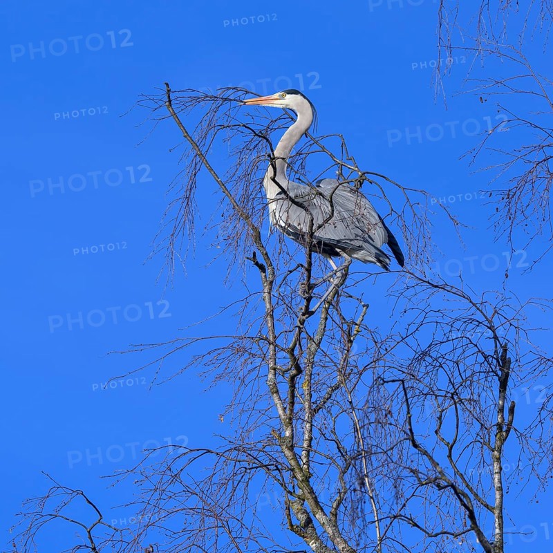 Grey heron,