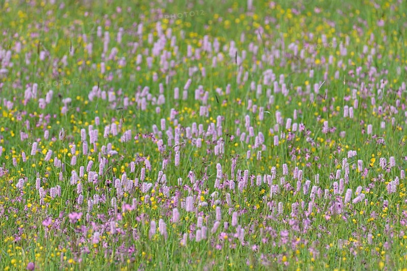 Meadow with wildflowers, buttercup