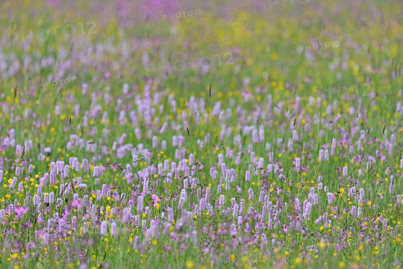 Meadow with wildflowers, buttercup