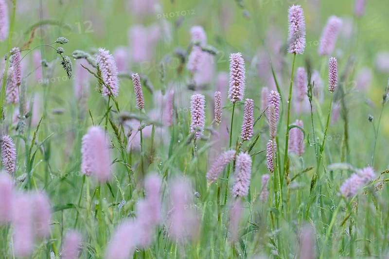 Meadow with meadow bistort,