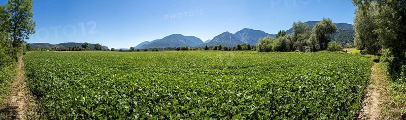 Vegetable field in the Rosental, near Ferlach