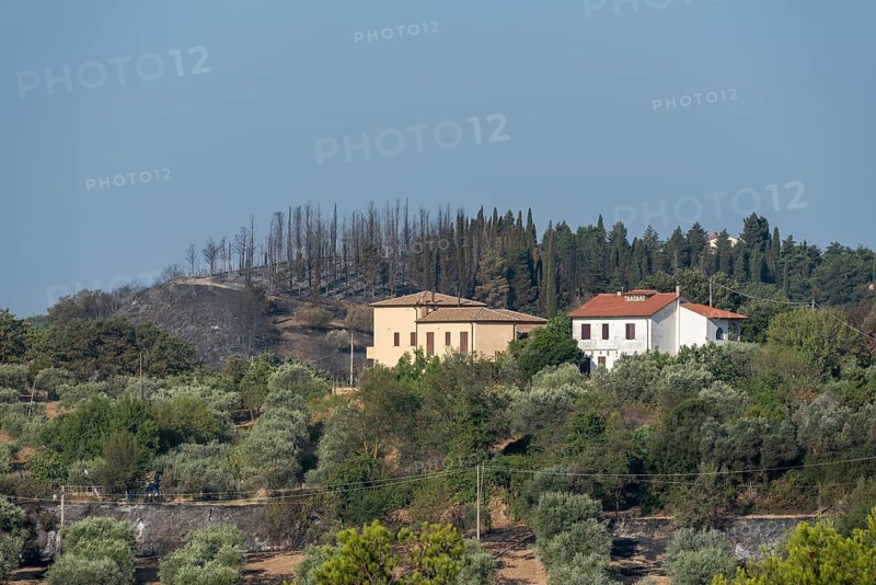Burn marks, forest fire