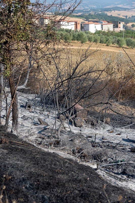 Burn marks, forest fire