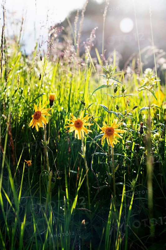 Mountain arnica,