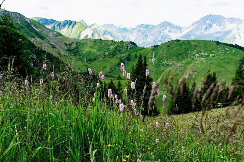 Meadow bistort,