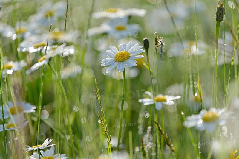 Marguerite,