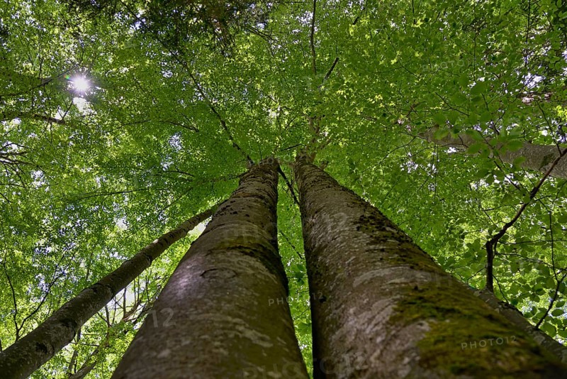 Common beech,