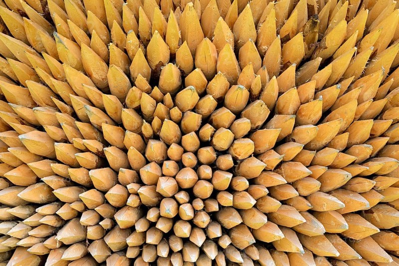 Stacked fence posts with sharpened ends, Bavaria