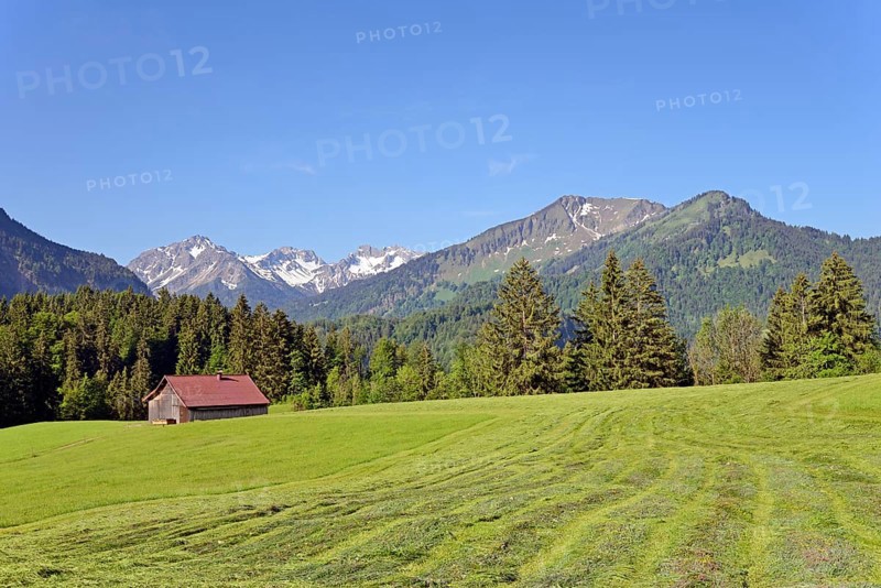 View to the mountains in Stillachtal, mown meadows with a wooden shed