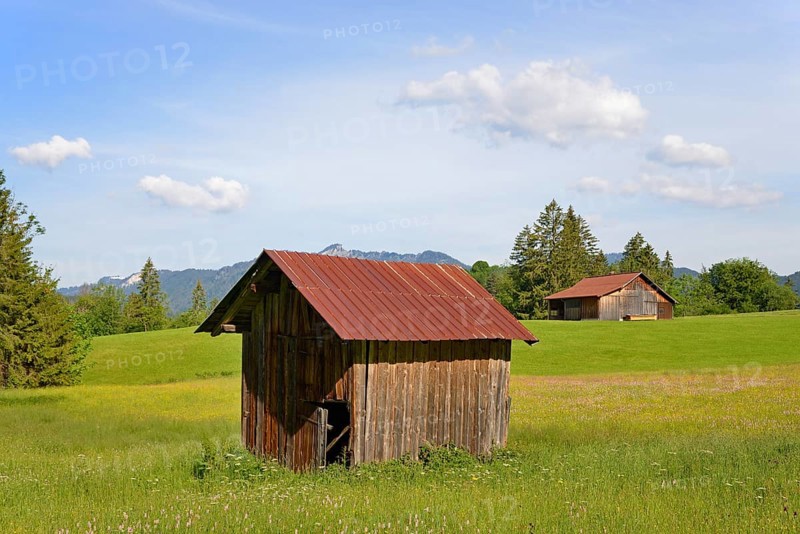 Meadows with woodsheds and wildflowers, meadow bistort