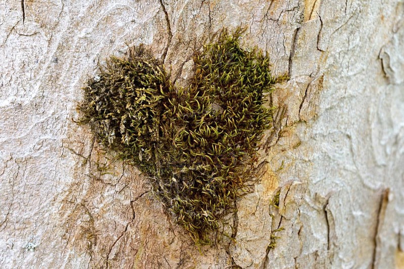 Heart-shaped moss cushion on the trunk of a sycamore maple,