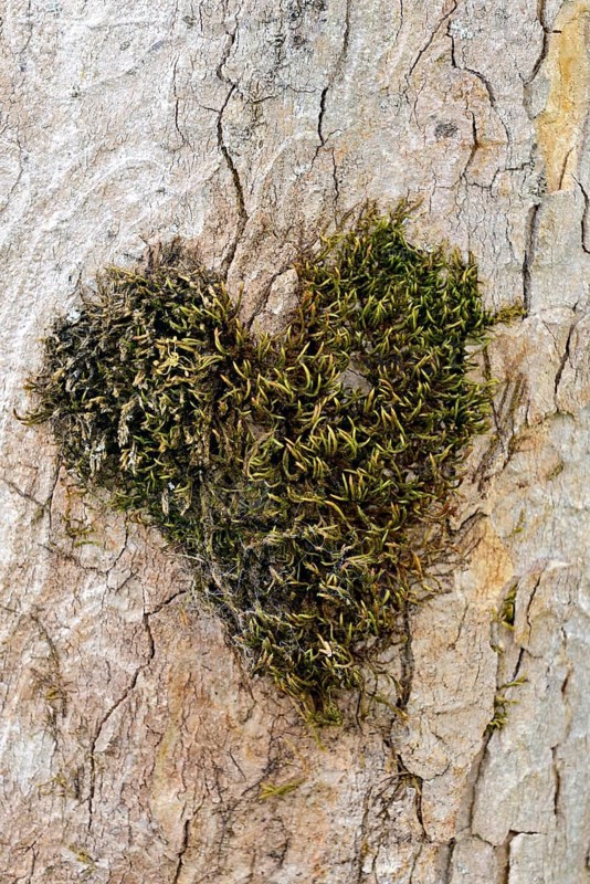 Heart-shaped moss cushion on the trunk of a sycamore maple,