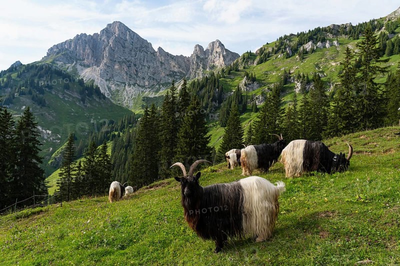 Walliser black-necked goats, Tannheimer Tal