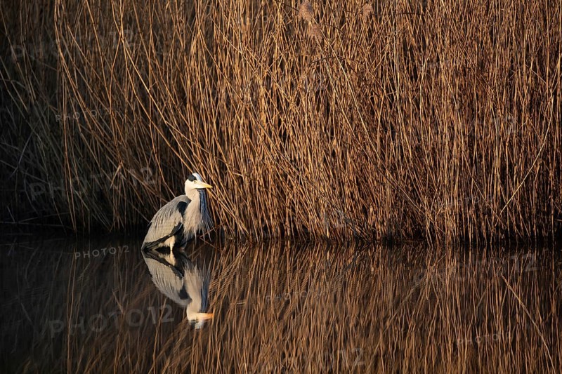 A grey heron lying in wait at the reed belt, Lake Uemmingen