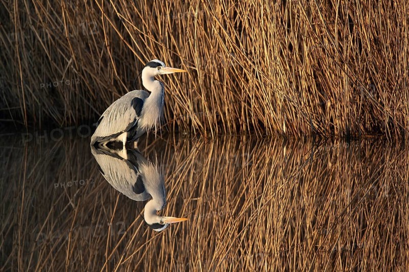 A grey heron lying in wait at the reed belt, Lake Uemmingen
