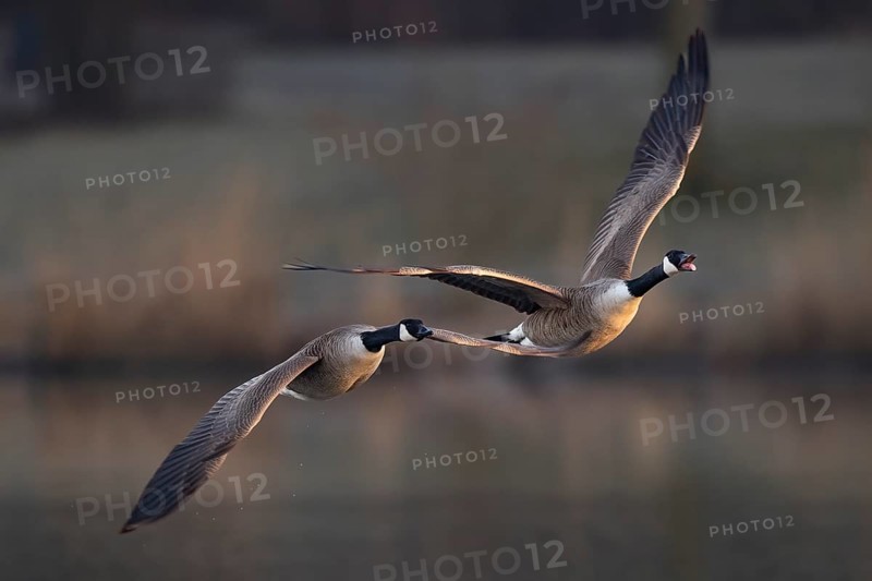 A pair of Canada Goose in flight, Lake Uemmingen