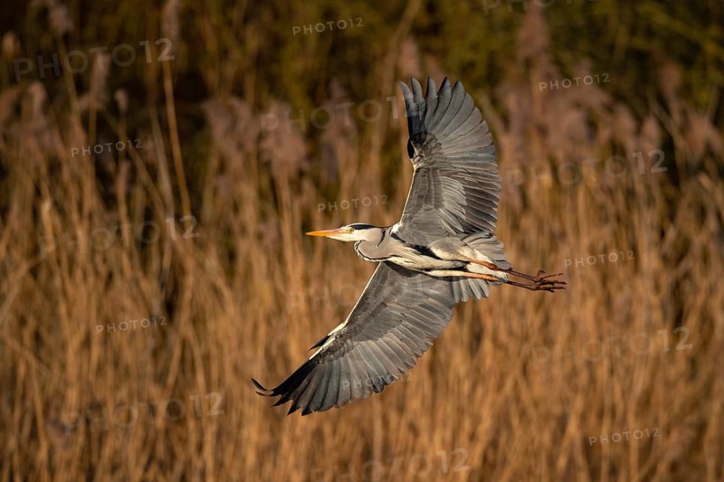 A grey heron in flight, Lake Uemmingen