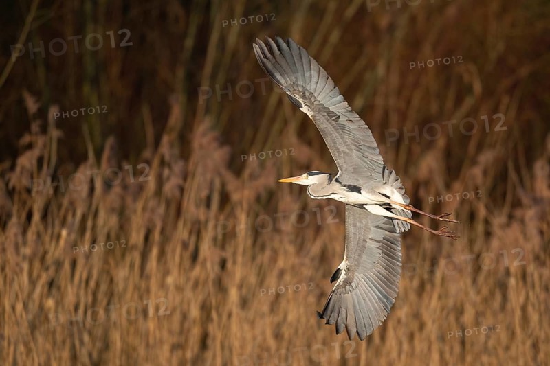 A grey heron in flight, Lake Uemmingen
