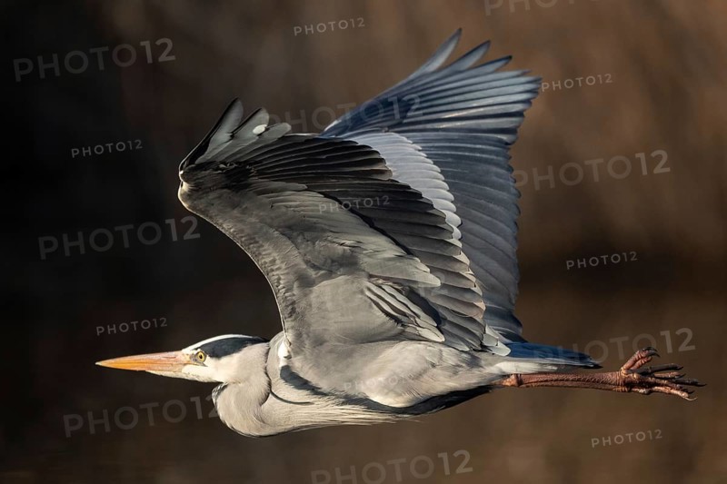 A grey heron in flight, Lake Uemmingen
