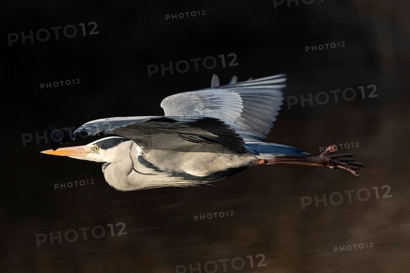 A grey heron in flight, Lake Uemmingen