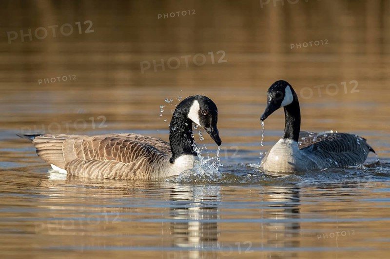 A pair of Canada Goose during courtship, Lake Uemmingen
