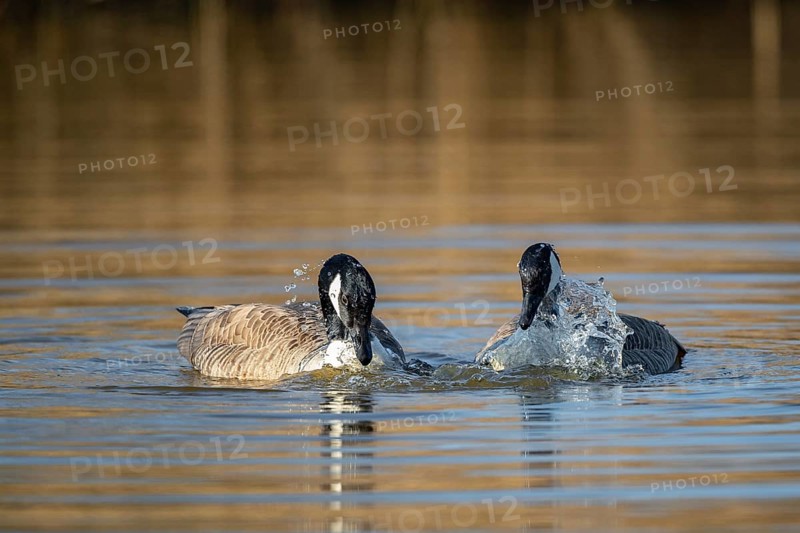 A pair of Canada Goose during courtship, Lake Uemmingen
