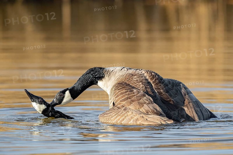A pair of Canada geese mating, Lake Uemmingen