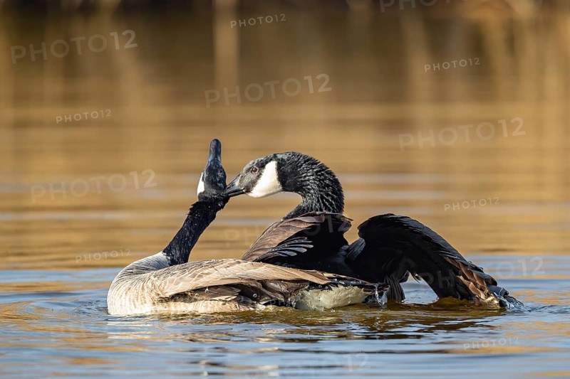 A pair of Canada geese mating, Lake Uemmingen