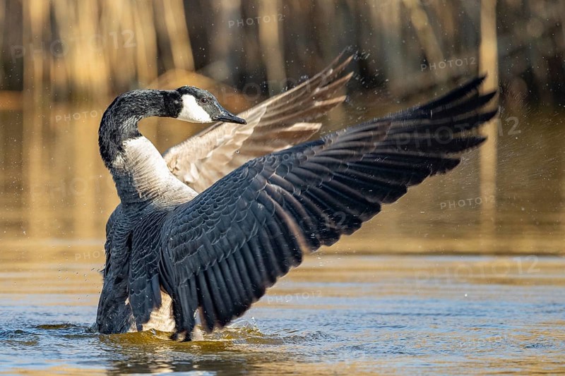 A Canada goose flaps its wings, Lake Uemmingen