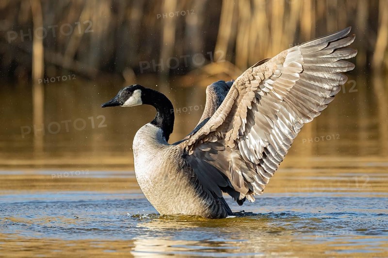A Canada goose flaps its wings, Lake Uemmingen