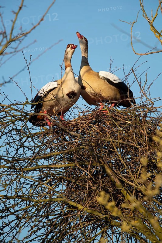 A pair of Egyptian Geese on their nest in a tree, Lake Uemmingen
