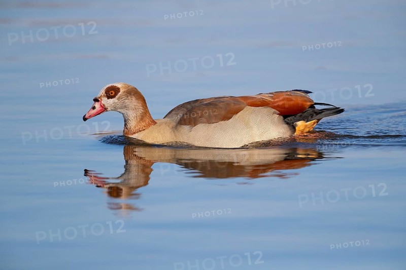 A Egyptian goose reflected in the water, Lake Uemmingen