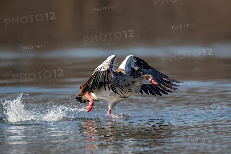 A Egyptian goose at take-off, Lake Uemmingen