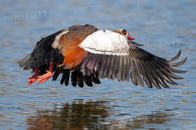 A Egyptian goose at take-off, Lake Uemmingen