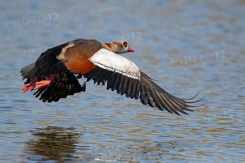 A Egyptian goose in flight, Lake Uemmingen
