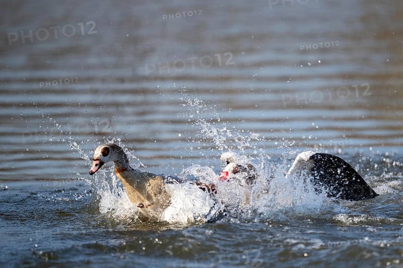 Two Egyptian Geese Fighting, Lake Uemmingen
