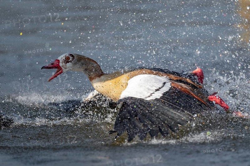 A Egyptian goose fighting, Lake Uemmingen