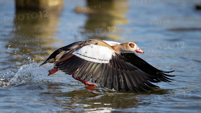 A Egyptian goose at take-off, Lake Uemmingen