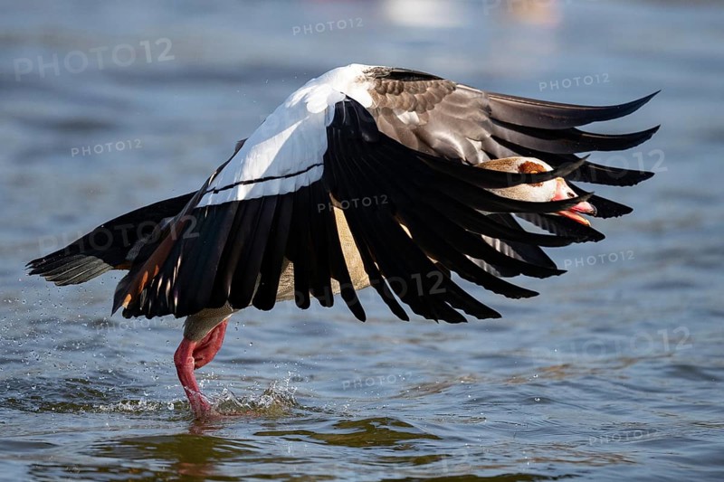 A Egyptian goose at take-off, Lake Uemmingen
