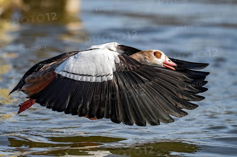 A Egyptian goose at take-off, Lake Uemmingen
