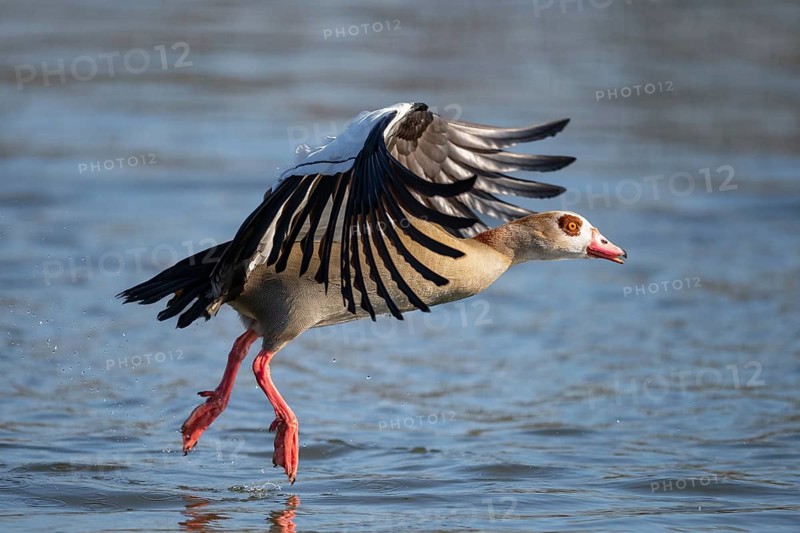A Egyptian goose at take-off, Lake Uemmingen