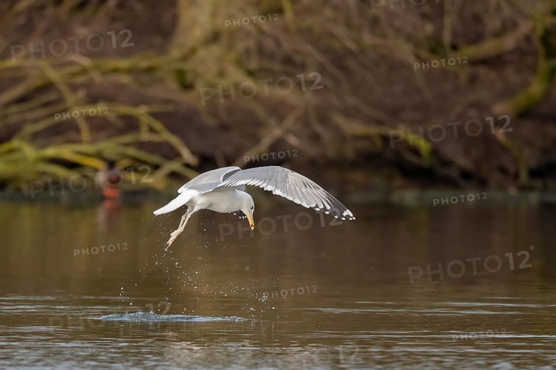 A herring gull swoops into the water onto a fish, Lake Uemmingen